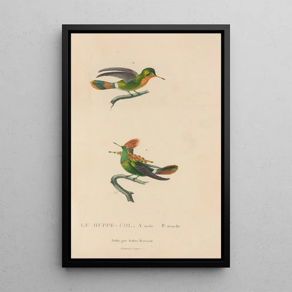Histoire naturelle des oiseaux-mouches Pl41 - René Primevère Lesson — oprawiony obraz na ścianie