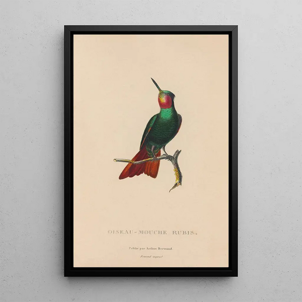 Histoire naturelle des oiseaux-mouches Pl44 - René Primevère Lesson — oprawiony obraz na ścianie
