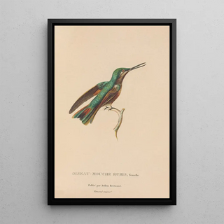 RenPrimevre Lesson - Histoire naturelle des oiseauxmouches Pl45.webp