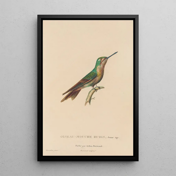 Histoire naturelle des oiseaux-mouches Pl46 - René Primevère Lesson — oprawiony obraz na ścianie