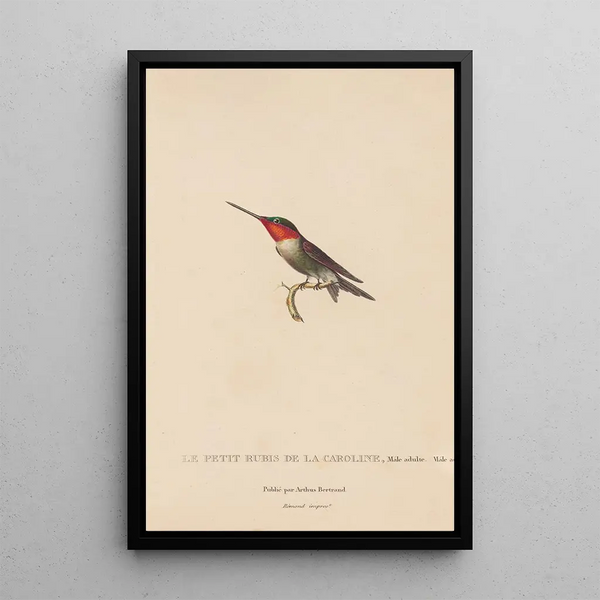 Histoire naturelle des oiseaux-mouches Pl48 - René Primevère Lesson — oprawiony obraz na ścianie