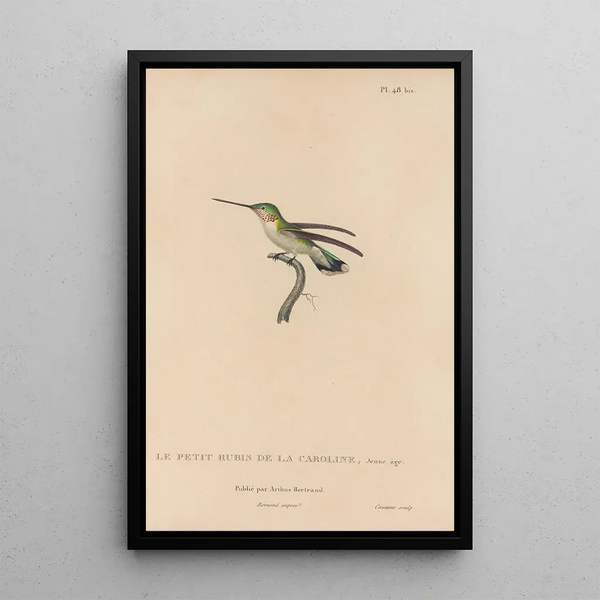 Histoire naturelle des oiseaux-mouches Pl49 - René Primevère Lesson — oprawiony obraz na ścianie