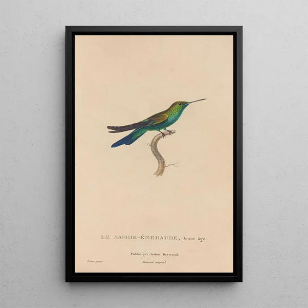 Histoire naturelle des oiseaux-mouches Pl51 - René Primevère Lesson — oprawiony obraz na ścianie