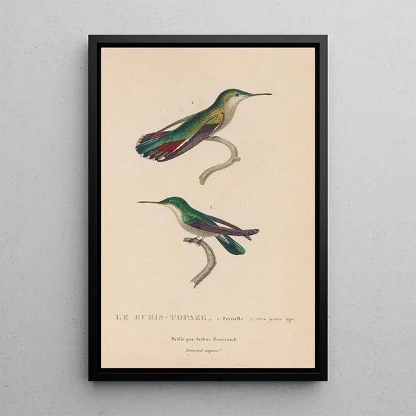 Histoire naturelle des oiseaux-mouches Pl54 - René Primevère Lesson — oprawiony obraz na ścianie