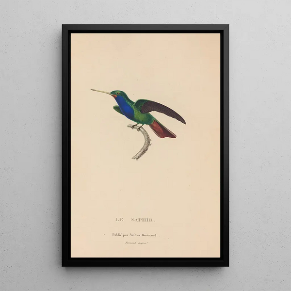 Histoire naturelle des oiseaux-mouches Pl56 - René Primevère Lesson — oprawiony obraz na ścianie