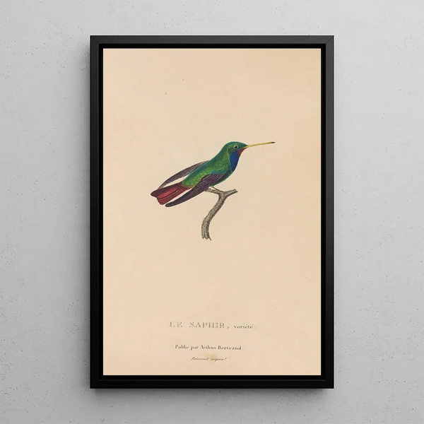Histoire naturelle des oiseaux-mouches Pl58 - René Primevère Lesson — oprawiony obraz na ścianie