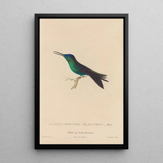 RenPrimevre Lesson - Histoire naturelle des oiseauxmouches Pl59.webp