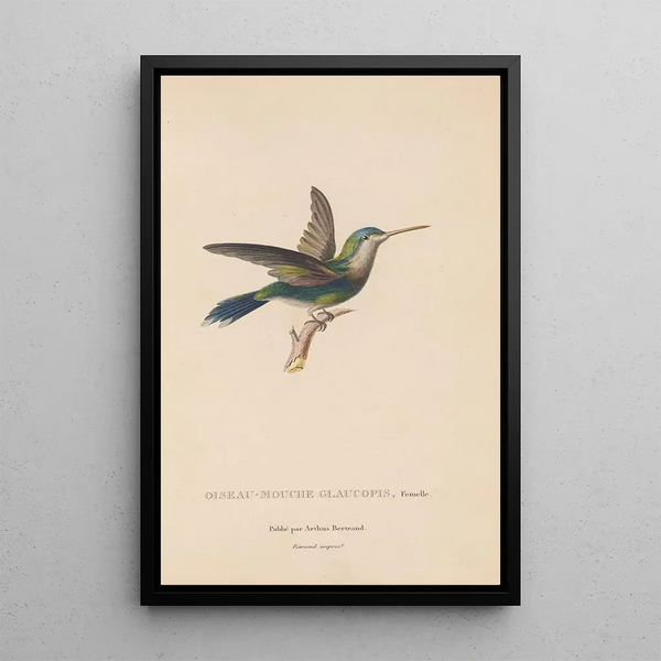 Histoire naturelle des oiseaux-mouches Pl60 - René Primevère Lesson — oprawiony obraz na ścianie