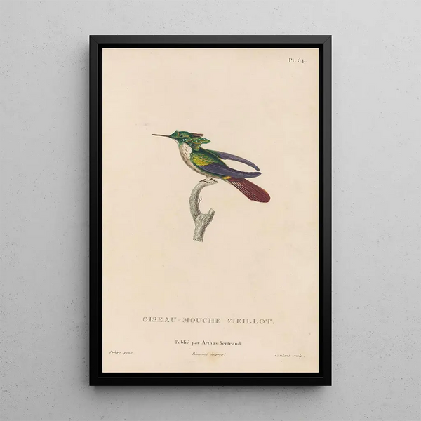 Histoire naturelle des oiseaux-mouches Pl65 - René Primevère Lesson — oprawiony obraz na ścianie