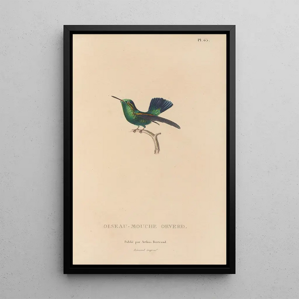 Histoire naturelle des oiseaux-mouches Pl66 - René Primevère Lesson — oprawiony obraz na ścianie