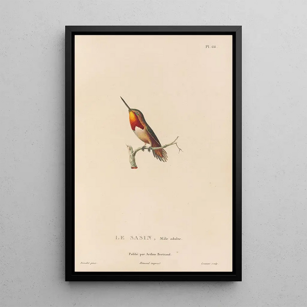 Histoire naturelle des oiseaux-mouches Pl67 - René Primevère Lesson — oprawiony obraz na ścianie