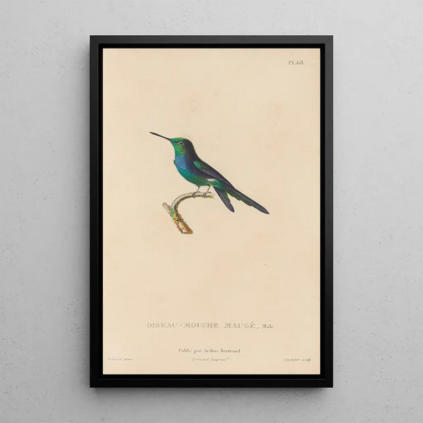 Histoire naturelle des oiseaux-mouches Pl69 - René Primevère Lesson — oprawiony obraz na ścianie