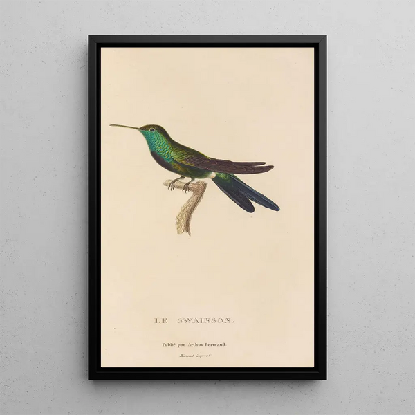 Histoire naturelle des oiseaux-mouches Pl71 - René Primevère Lesson — oprawiony obraz na ścianie