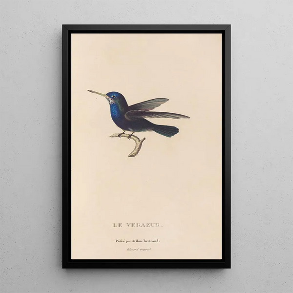 Histoire naturelle des oiseaux-mouches Pl72 - René Primevère Lesson — oprawiony obraz na ścianie