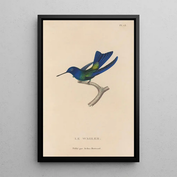 Histoire naturelle des oiseaux-mouches Pl74 - René Primevère Lesson — oprawiony obraz na ścianie