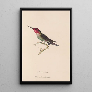 RenPrimevre Lesson - Histoire naturelle des oiseauxmouches Pl75.webp