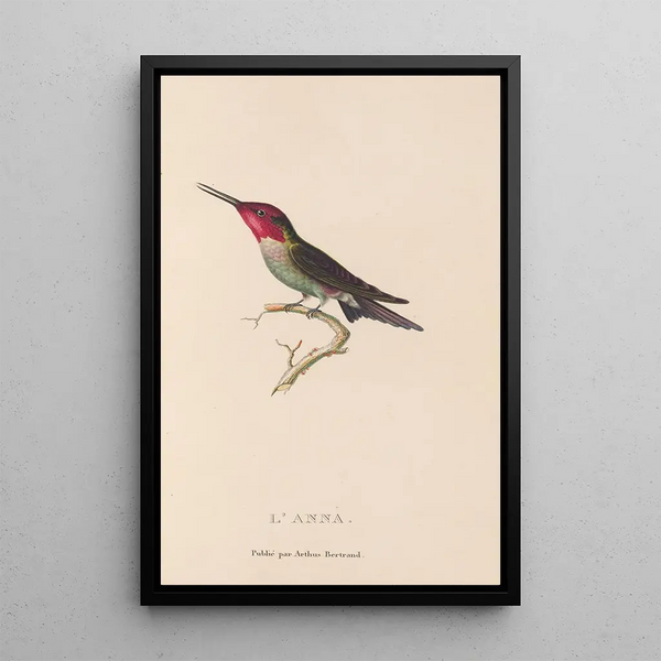 Histoire naturelle des oiseaux-mouches Pl75 - René Primevère Lesson — oprawiony obraz na ścianie
