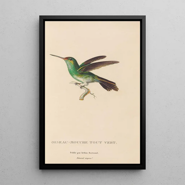 Histoire naturelle des oiseaux-mouches Pl76 - René Primevère Lesson — oprawiony obraz na ścianie