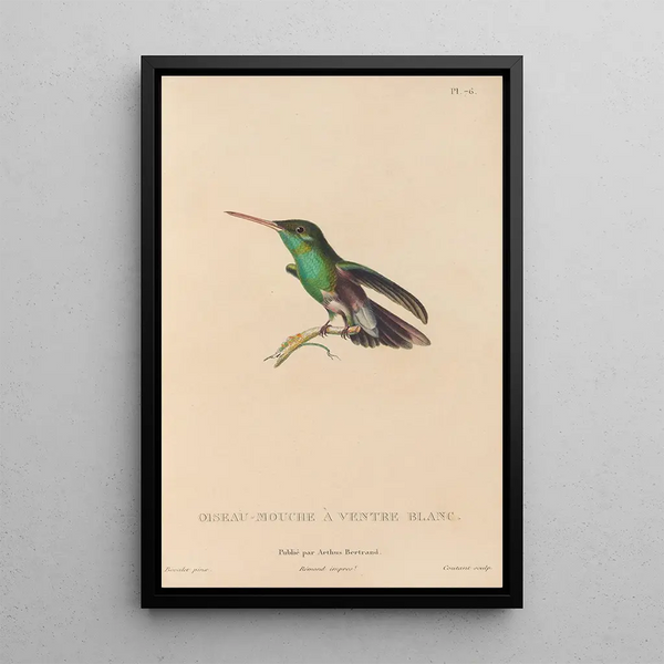 Histoire naturelle des oiseaux-mouches Pl77 - René Primevère Lesson — oprawiony obraz na ścianie