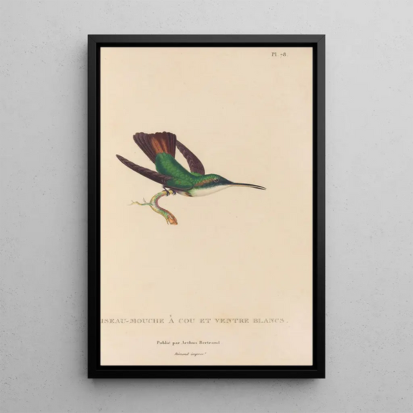 Histoire naturelle des oiseaux-mouches Pl79 - René Primevère Lesson — oprawiony obraz na ścianie