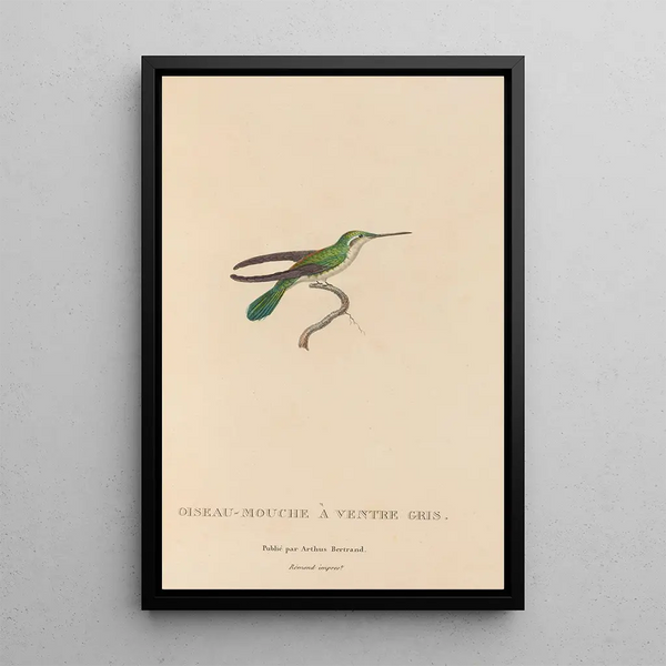 Histoire naturelle des oiseaux-mouches Pl80 - René Primevère Lesson — oprawiony obraz na ścianie