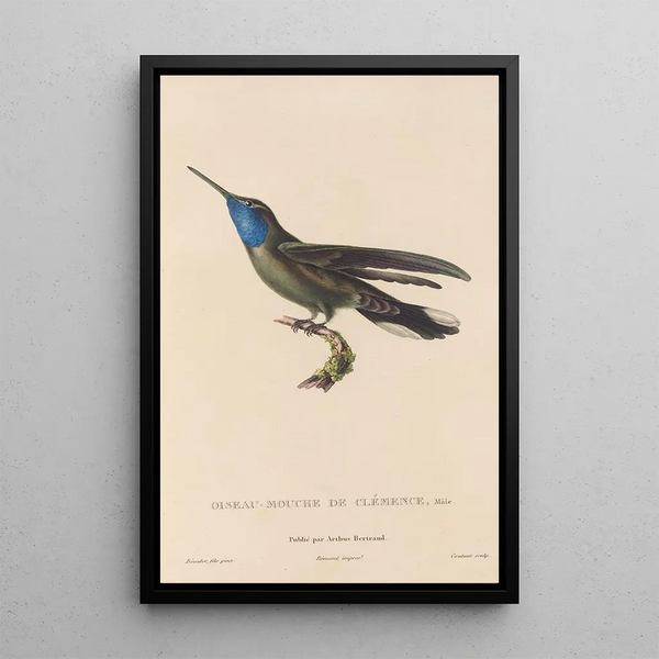 Histoire naturelle des oiseaux-mouches Pl81 - René Primevère Lesson — oprawiony obraz na ścianie