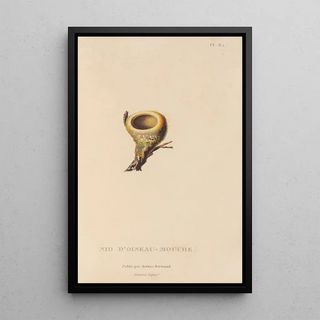 RenPrimevre Lesson - Histoire naturelle des oiseauxmouches Pl86.webp