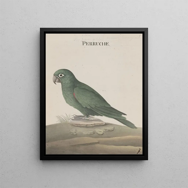 Ren de Rabi - Natural history of Saint Domingue Pl007.webp