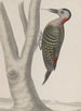 Historia naturalna Saint-Domingue Pl019 - René de Rabi — widok dzieła