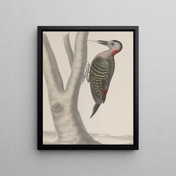 Ren de Rabi - Natural history of Saint Domingue Pl019.webp