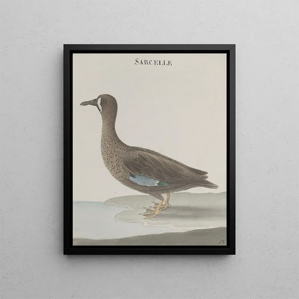 Ren de Rabi - Natural history of Saint Domingue Pl033.webp