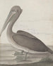 Historia naturalna Saint-Domingue Pl040 - René de Rabi — widok dzieła