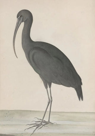 Ren de Rabi - Natural history of Saint Domingue Pl048.webp