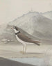 Historia naturalna Saint-Domingue Pl050 - René de Rabi — widok dzieła