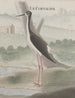 Historia naturalna Saint-Domingue Pl052 - René de Rabi — widok dzieła