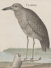 Historia naturalna Saint-Domingue Pl053 - René de Rabi — widok dzieła