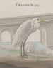 Historia naturalna Saint-Domingue Pl054 - René de Rabi — widok dzieła