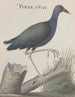 Historia naturalna Saint-Domingue Pl058 - René de Rabi — widok dzieła