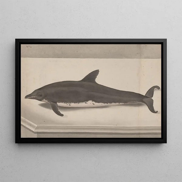 Ren de Rabi - Natural history of Saint Domingue Pl061.webp