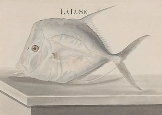 Ren de Rabi - Natural history of Saint Domingue Pl073.webp