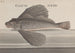 Histoire Naturelle de Saint-Domingue Pl076 - René de Rabi — widok dzieła