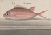 Histoire naturelle de Saint-Domingue Pl. 079 - René de Rabi — widok dzieła