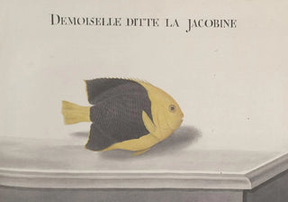 Ren de Rabi - Natural history of Saint Domingue Pl091.webp
