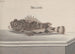 Historia naturalna Saint-Domingue Pl094 - René de Rabi — widok dzieła