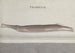 Historia naturalna Saint-Domingue Pl101 - René de Rabi — widok dzieła