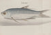 Historia naturalna Saint-Domingue, Pl. 105 - René de Rabi — widok dzieła