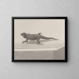Ren de Rabi - Natural history of Saint Domingue Pl119.webp