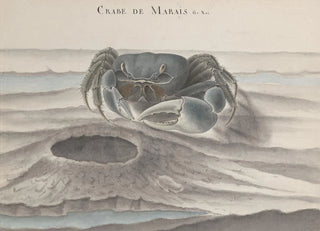 Ren de Rabi - Natural history of Saint Domingue Pl120.webp
