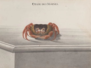 Ren de Rabi - Natural history of Saint Domingue Pl129.webp