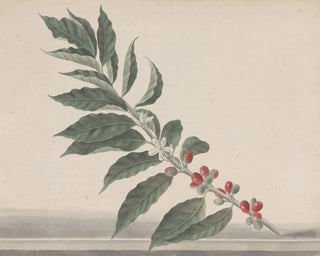Ren de Rabi - Natural history of Saint Domingue Pl134.webp
